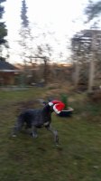 God Jul önskar Kennel Scoop