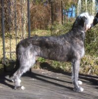 Fleur 7,5år och nytrimmad