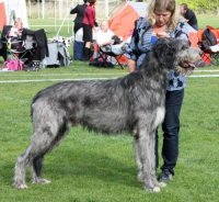 BIR och CACIB i Gimo 2013