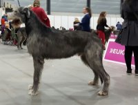 NORSK VINNARE 2016