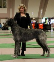 BIR med Cert & Cacib på SKK i Strängnäs 2013